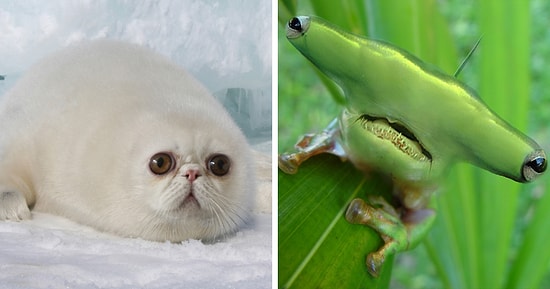 25 самых милых и глупых гибридов животных, которые определенно сделают ваш день (Новые фото)