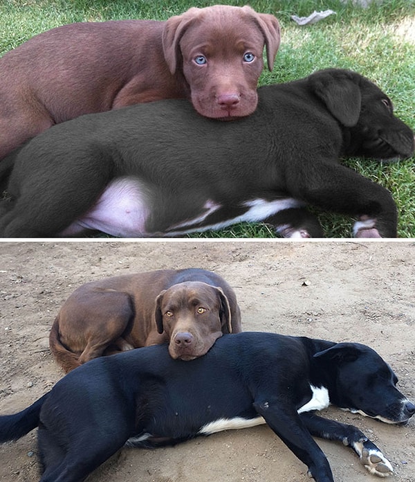 8. Неразлучные