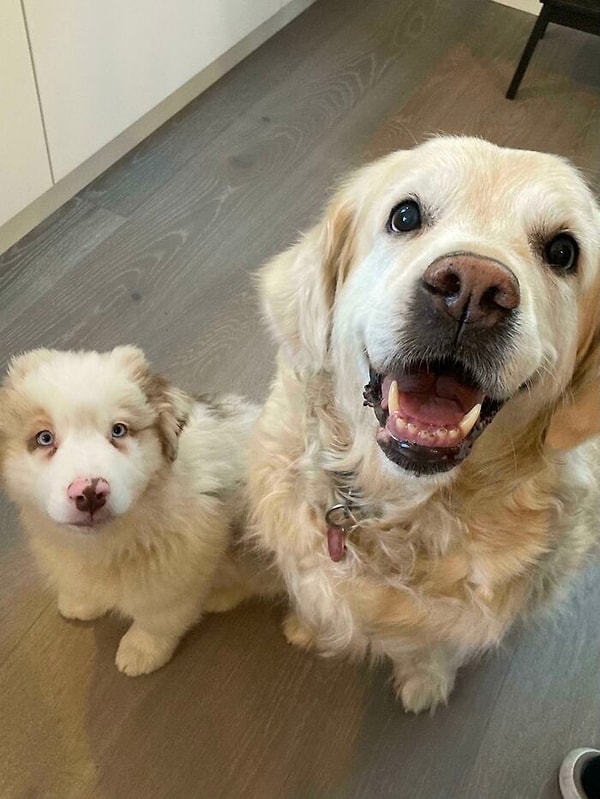 3. 11 недель и 11 лет, и оба очень милые