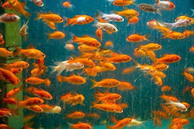 Bonus: Japon balığı evcil hayvanlar olarak zamanla insanların etrafında olmaya alışırlar.