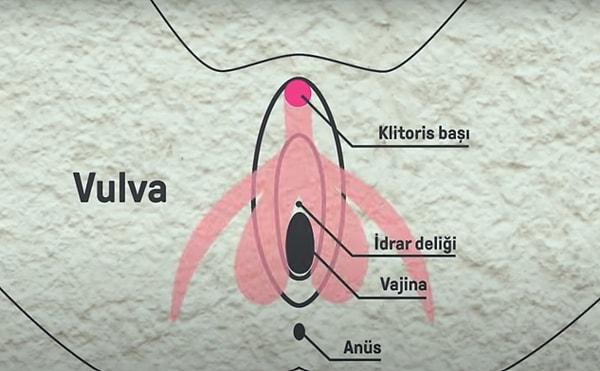 Jinekolog Gizem Kaplan Yıldız, klitorisi, vulvası olan bireylerde idrar açıklığının üstünde bulunan ve erekte olabilen bir organ olarak tanımlıyor.