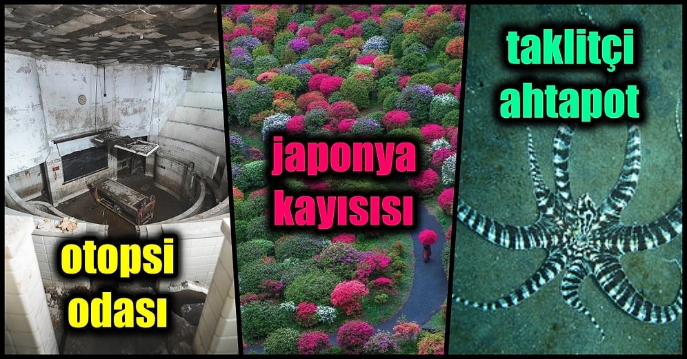 Okuduğunuz Zaman Zihninizde Kızgın Kumlardan Serin Sulara Dalmışçasına Bir Etki Yaratacak 19 Tweet
