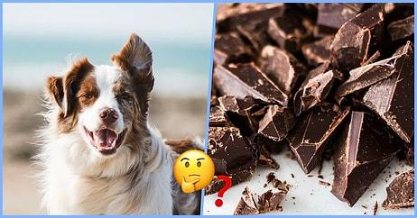 İnsanlar Sorunsuzca Yiyebildiği Halde Çikolata Neden Çoğu Hayvan İçin Zararlıdır?