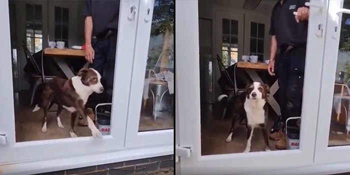 Öğrenilmiş Çaresizlik... Kapıda Cam Olmadığını Kabullenmeyen Köpek Kapı Açılmadan Dışarı Çıkmıyor