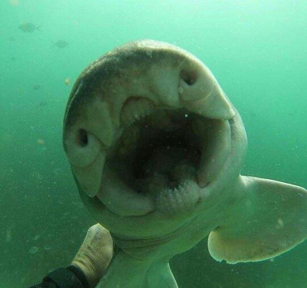 2. Yavru köpek balığıyla arkadaş olan Avustralyalı bir dalgıç okyanusa her girdiğinde köpek balığı kendisine doğru gelip sarılmak istiyormuş.