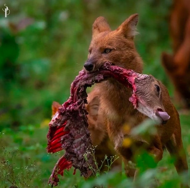 2. Geyik avlayan bir Asya yaban köpeği: