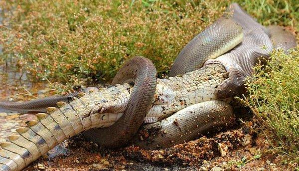 14. Bir timsahı canlı canlı yiyen korkutucu yılan: