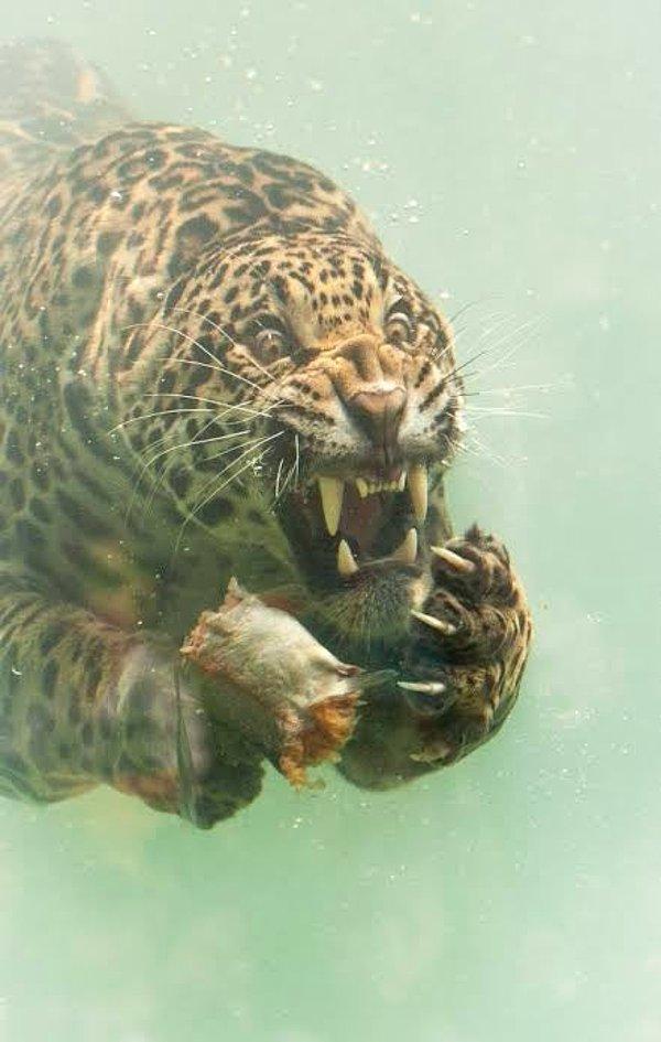 15. Ve son olarak, kanınızı donduran bakışlarıyla hepimizi ürküten bu jaguar: