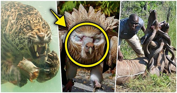 Doğanın Korkutucu Yüzünü İliklerinize Kadar Hissetmenize Sebep Olacak Birbirinden Ürkütücü 15 Yeni Fotoğraf