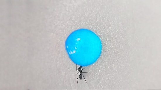 İnternetini Yeni Bağlatanlar İçin: Mavi Sıvı Şekeri İçen Karıncaların Time Lapse Olarak Renk Değişim Anları