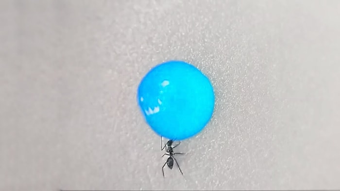 İnternetini Yeni Bağlatanlar İçin: Mavi Sıvı Şekeri İçen Karıncaların Time Lapse Olarak Renk Değişim Anları