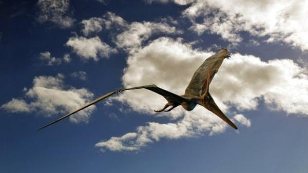 12. Pteranodon
