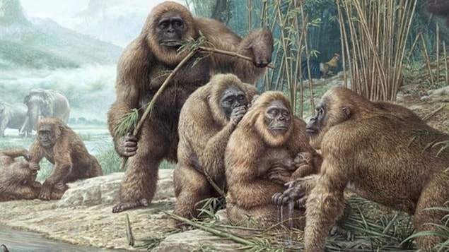 13. Gigantopithecus