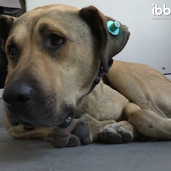 Столичный муниципалитет Стамбула решил прикрепить трекер, чтобы увидеть, как далеко путешествует пес.