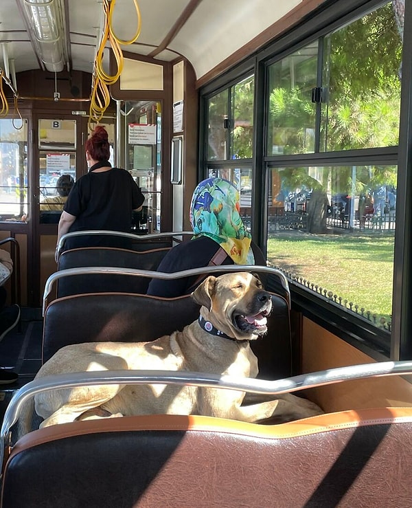 Недавно Боджи был тщательно проверен, и осмотр показал, что он прошел все медицинские осмотры и был стерилизован ранее.