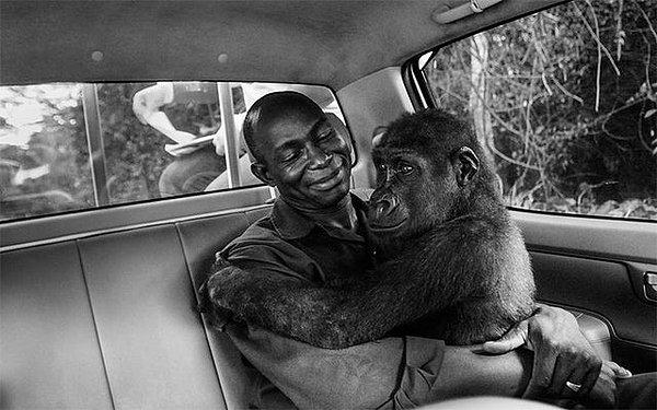 1. Vahşi hayvan etlerinin satıldığı bir pazardan kurtarılan gorilin kendisini kurtaran adama içimizi ısıtan bir şekilde sarılışı: