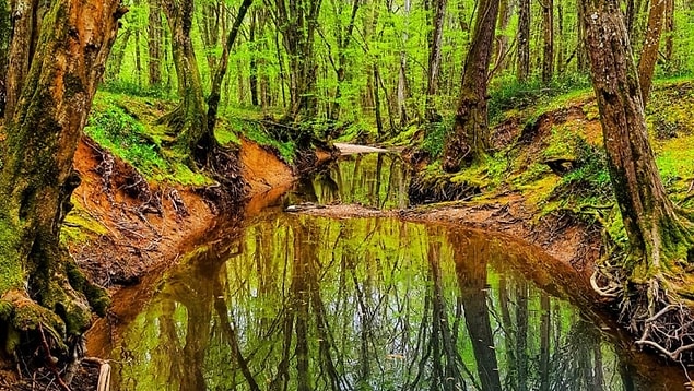 Eşsiz bir güzellik: İğneada Longozları, Kırklareli