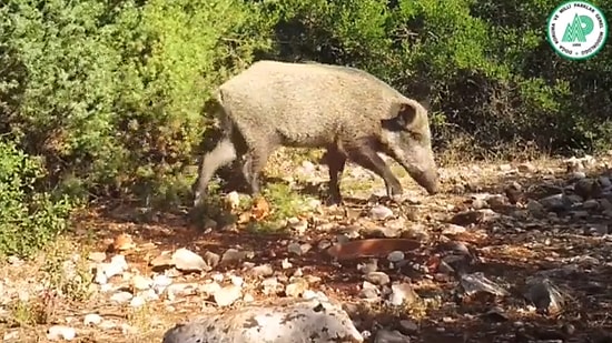 Doğa Koruma ve Milli Parklar Genel Müdürlüğü, Fotokapanlara Yansıyan Yaban Hayatı Görüntülerini Paylaştı