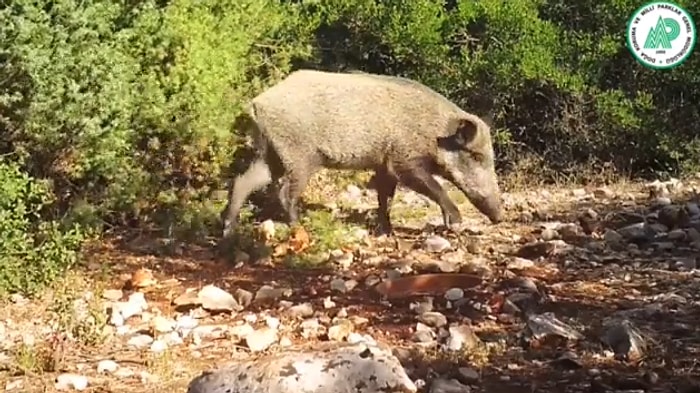 Doğa Koruma ve Milli Parklar Genel Müdürlüğü, Fotokapanlara Yansıyan Yaban Hayatı Görüntülerini Paylaştı