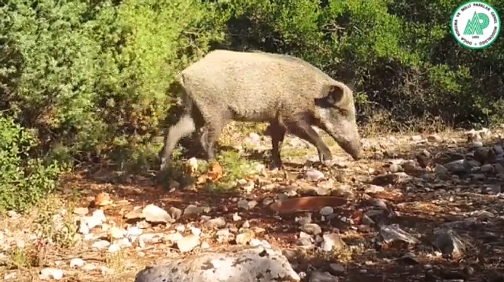 Doğa Koruma ve Milli Parklar Genel Müdürlüğü, Fotokapanlara Yansıyan Yaban Hayatı Görüntülerini Paylaştı