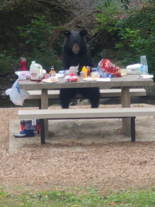 4. Bir insan edasıyla piknik masasında yemek yiyen bu ayı yavrusu: