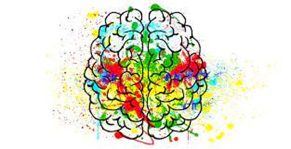 8. İnsanda en gelişmiş beyin bölgesi hangisidir?