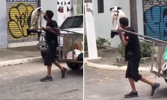 Kağıt Toplayıcısı Adam ve Ona Eşlik Eden Köpeğin İzlerken Yumuşacık Olacağınız Görüntüleri