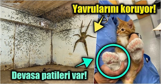 Gördüğünüz Anda Yaşadığınız Hayatı Sorgulatıp Şaşırma Kotanızı Bugünlük Dolduracak 15 Enteresan Gerçek