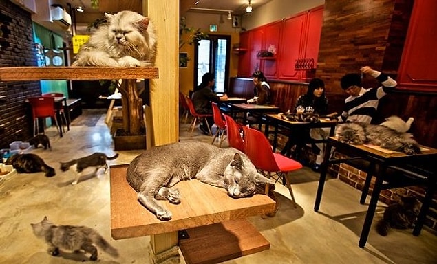 2. Kedi severleri çılgına döndürecek konseptte bir kedi kafe