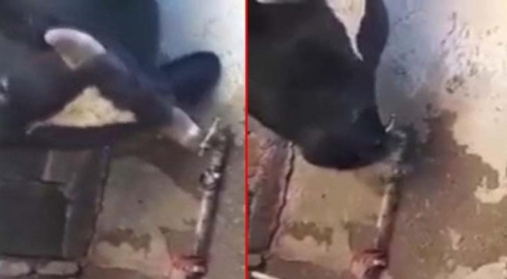 Susayınca Boynuzuyla Musluğu Açıp Suyunu İçtikten Sonra da Musluğu Kapatan İnek