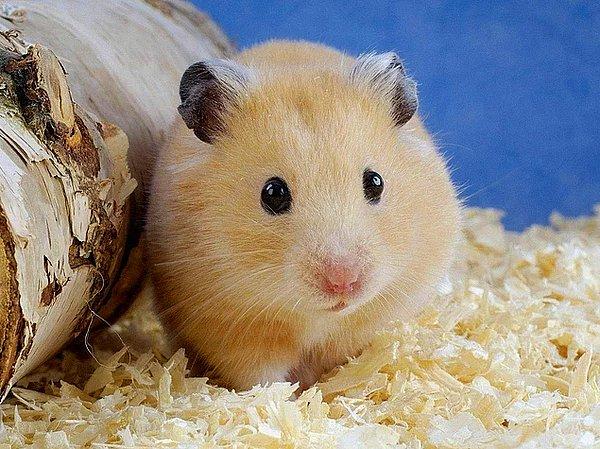 Hamster Nasıl Bakılır? Hamster Nasıl Alıştırılır?