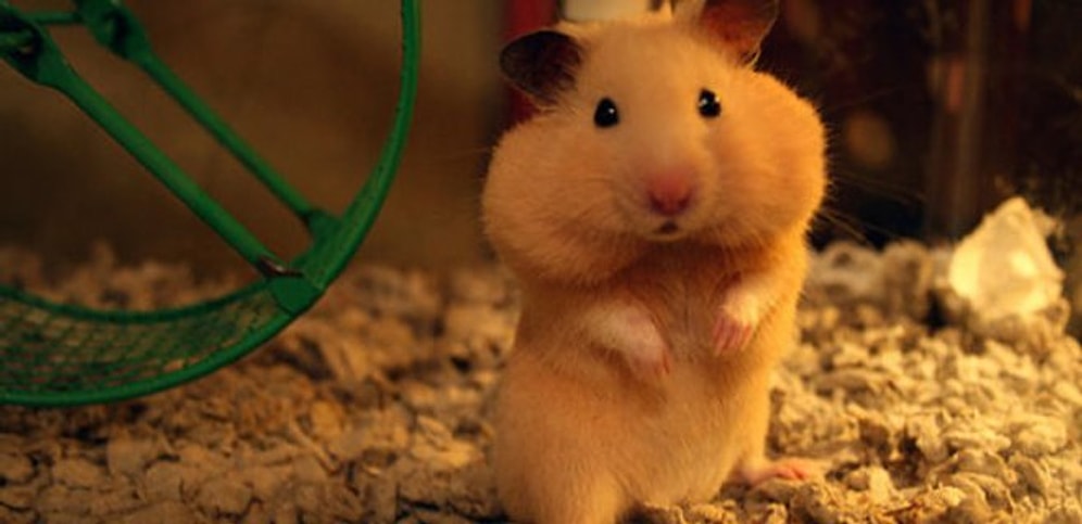 Hamster Nasıl Bakılır? Hamster Nasıl Alıştırılır?