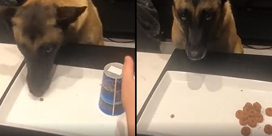 Bul Karayı Al Mamayı: Tercih Etmediği Bardaktaki Fazla Mamayı Görünce Üzülen Köpeğin Efsane Bakışı