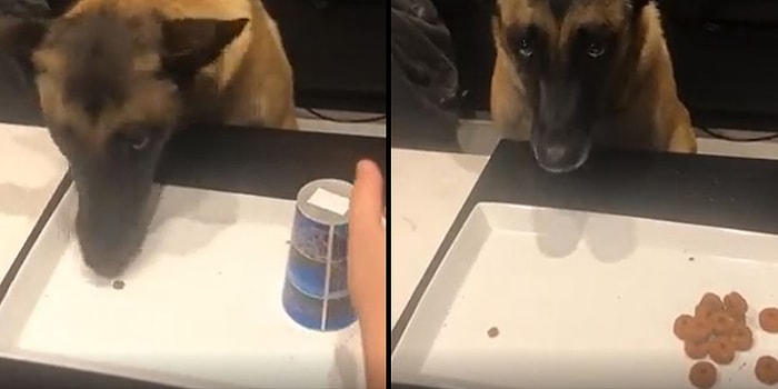 Bul Karayı Al Mamayı: Tercih Etmediği Bardaktaki Fazla Mamayı Görünce Üzülen Köpeğin Efsane Bakışı