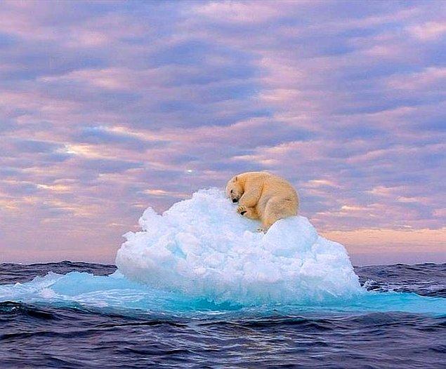 4. Buz dağının üstünde uyuyakalan bir kutup ayısı: