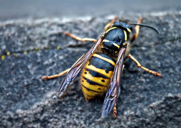 2. Случайная женщина возле кафе на вокзале, когда меня преследовала оса, сказала: «Ты пахнешь очень сладко и остро, поэтому она и гонится за тобой!»
