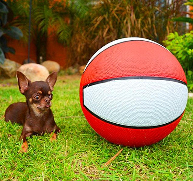 11. 9.65 santimetre uzunluğundaki dünyanın en küçük köpeği: