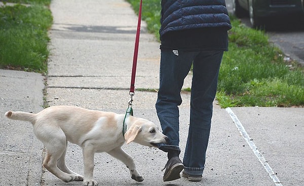 2. Выгуливаю свою собаку рано утром. И я представляю, что мы путешествуем по апокалиптическому ландшафту в поисках угощений