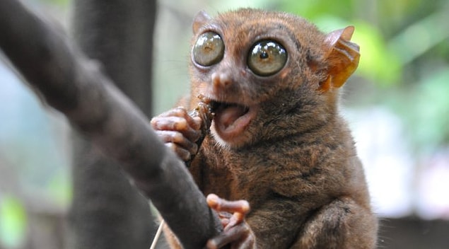 2. Tarsier