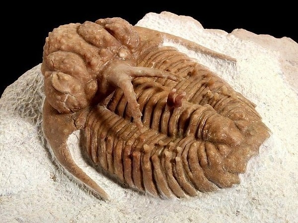 4. Trilobit