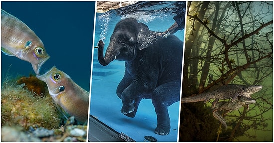 Londra Doğa Tarihi Müzesi'nin Belirlemiş Olduğu 2021 Yılının Yaban Hayatı Fotoğrafçısı Ödülü Kazananları!