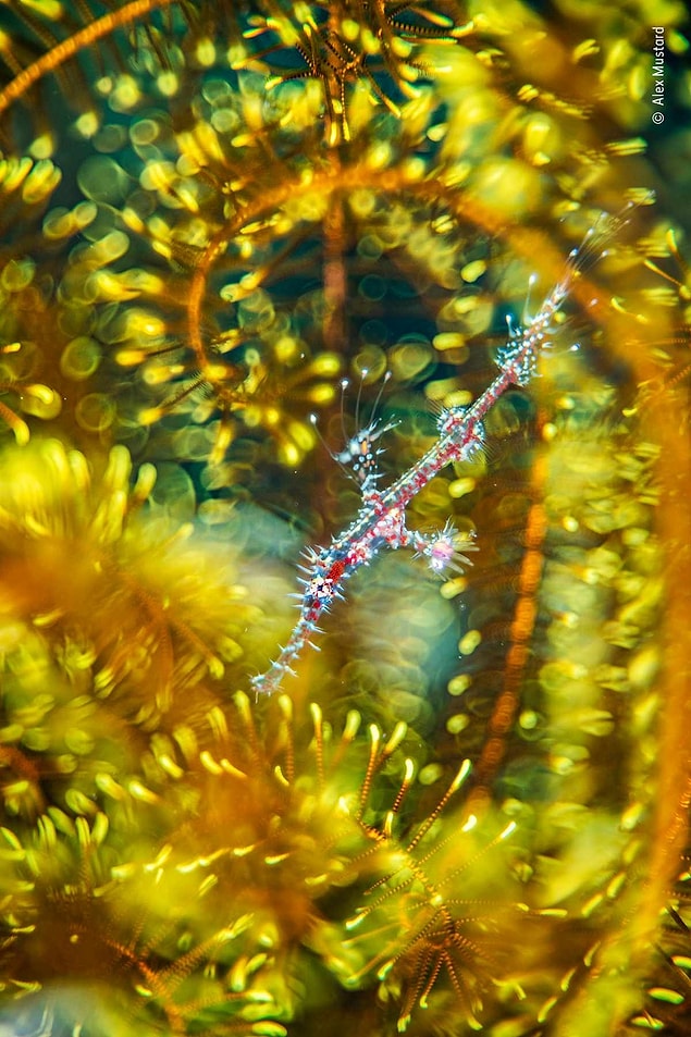 2. Alex Mustard, bu fotoğrafı ile Natural Artistry ödülünü kazandı.