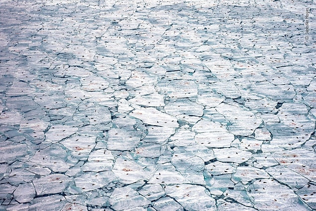 8. Amerikalı fotoğrafçı Jennifer Hayes, "Oceans: Bigger Picture" ödülünü kazanan bu fotoğrafta arp fokları ve yeni doğan yavrularını eriyen deniz buzu üzerinde yakalıyor.