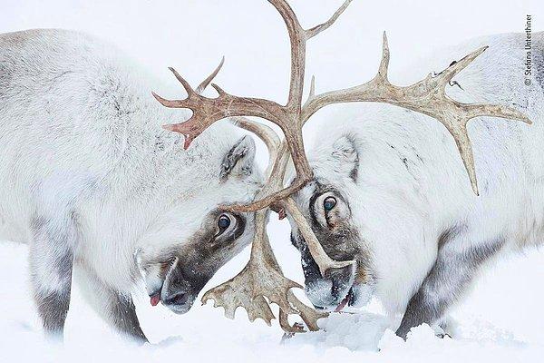 14. İtalyan fotoğrafçı Stefano Unterthiner çiftleşme mevsimi boyunca bu ren geyiklerini takip etti.