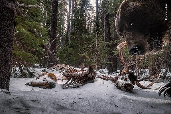 15. Montana'da Amerikalı fotoğrafçı Zak Clothier, geyik kalıntılarına bir kamera kapanı kurdu. Daha sonra geri döndüğünde boz ayıların kamera kurulumunu çöpe attığını gördü. "Animals in their Environment" ödülünü kazanan bu görüntü, kameraya alınan son kare oldu.