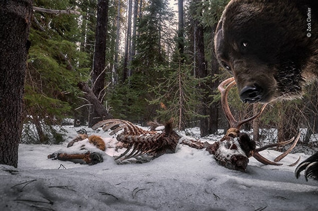 15. Montana'da Amerikalı fotoğrafçı Zak Clothier, geyik kalıntılarına bir kamera kapanı kurdu. Daha sonra geri döndüğünde boz ayıların kamera kurulumunu çöpe attığını gördü. "Animals in their Environment" ödülünü kazanan bu görüntü, kameraya alınan son kare oldu.