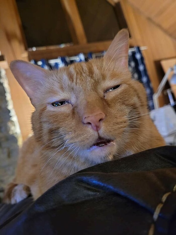 9. Кто-то бахнул слишком много кошачьей мяты