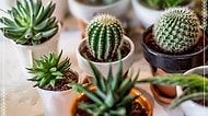 Seçtiğin Kaktüs ve Sukulentlere Göre Ruhun Hangi Renk?