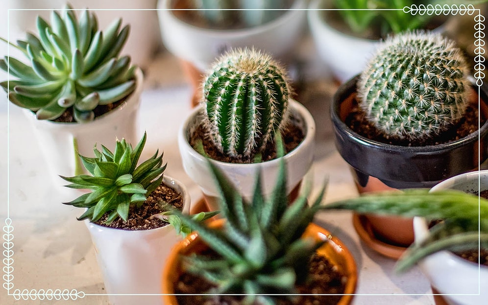 Seçtiğin Kaktüs ve Sukulentlere Göre Ruhun Hangi Renk?