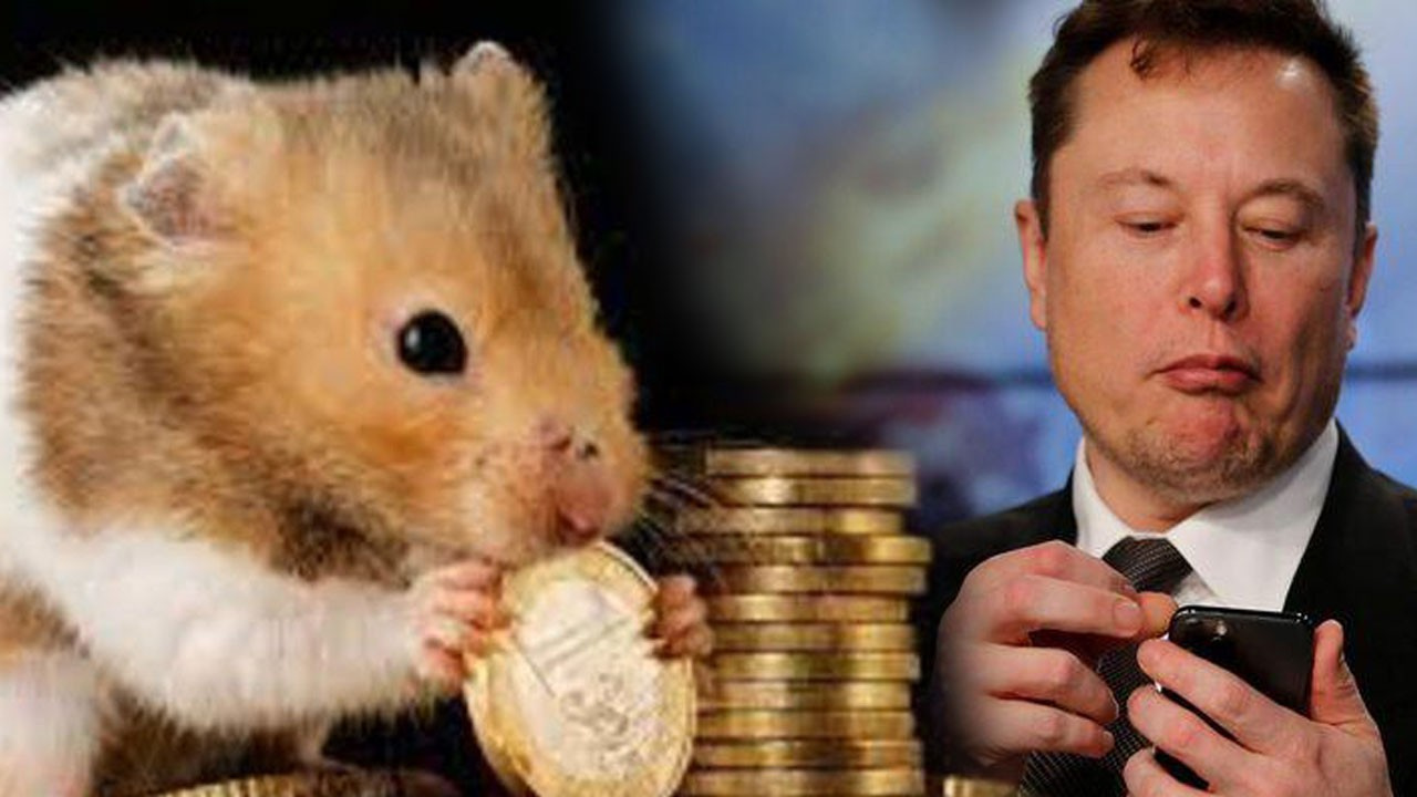 Hamster Coin Nedir Hamster Coin Nas l Al n r te Elon Musk Duyurdu 